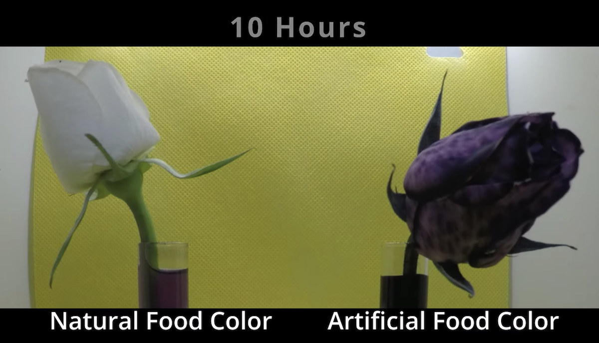 Can You Dye Flowers Using Natural Food Coloring? - plantsvsnewbies