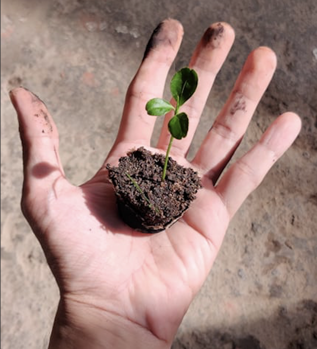 transplanting lemon seeds