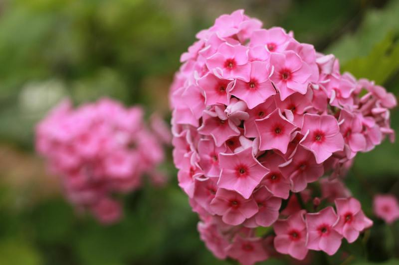 Phlox Plant