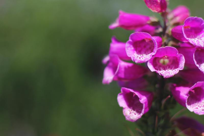 Foxglove