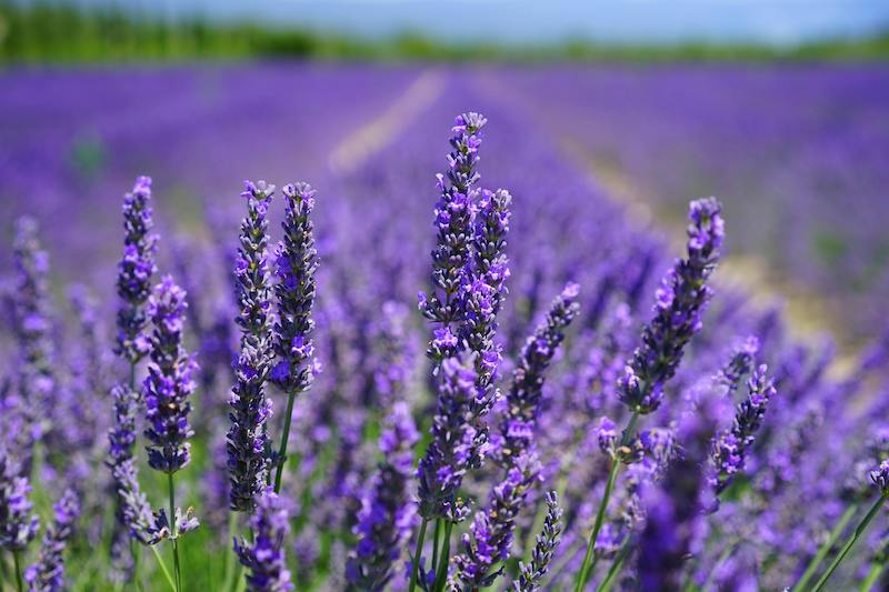 Lavender Plant