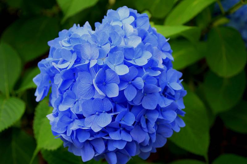 Hydrangea Plant