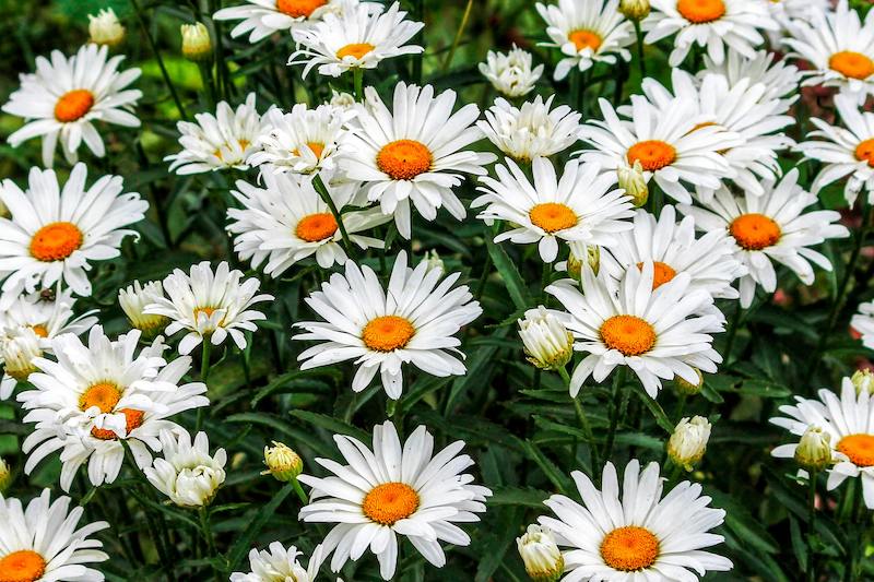 Shasta Daisy Plant
