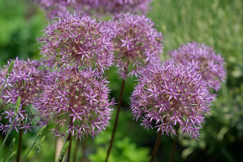 Allium Plant